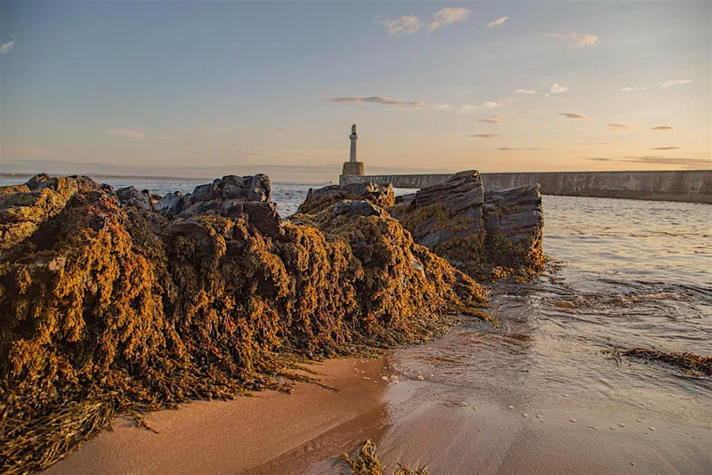 Creating Sounds on the Shore: Family Friendly beach exploration