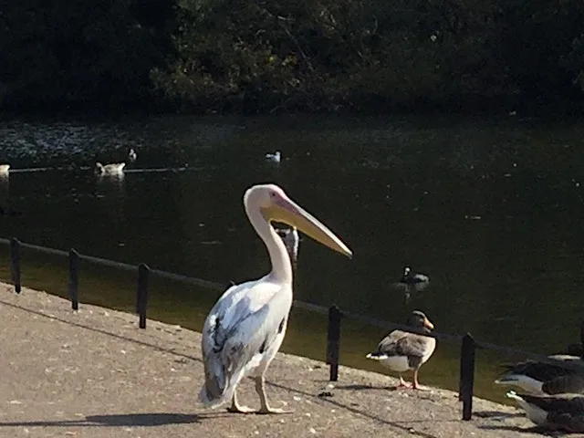 Animals of Central London Walking Tour