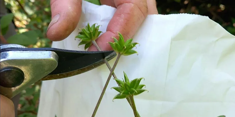 Introduction to seed collecting, cleaning & sowing