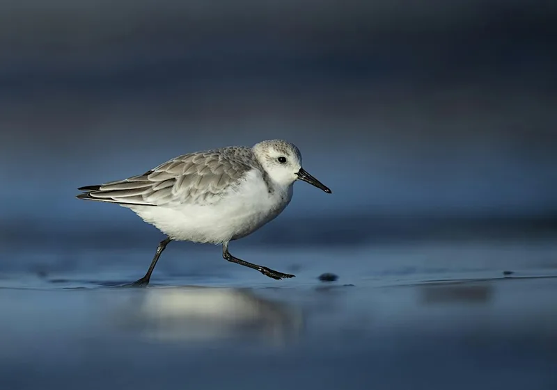 Coach Trip: RSPB Titchwell Marsh