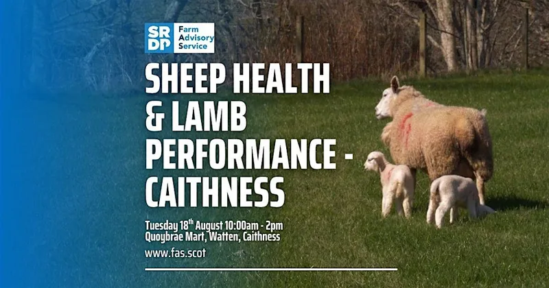 Sheep Health & Lamb Performance - Caithness