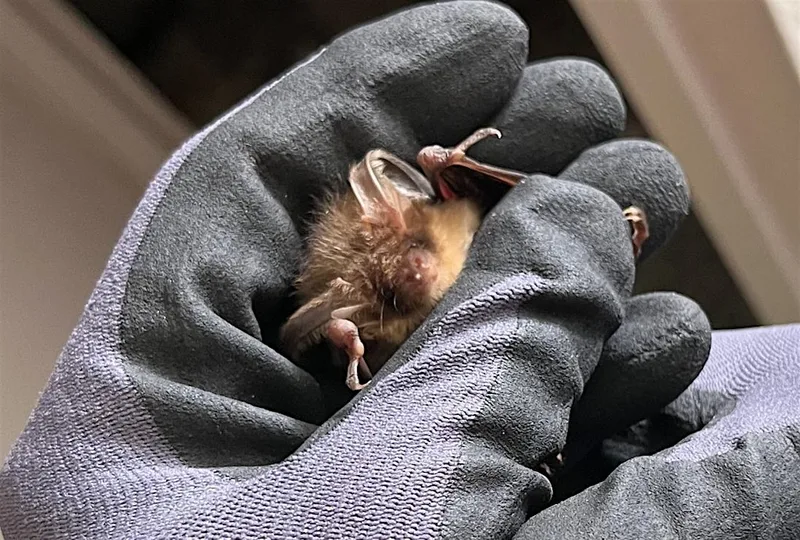 Bat Walk - Church of Our Lady, Seaton