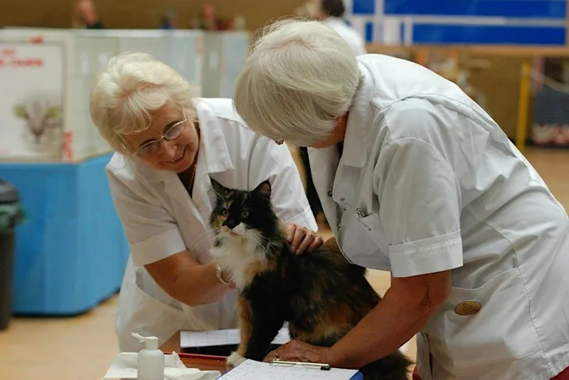 Maine Coon Cat Club Show 2026
