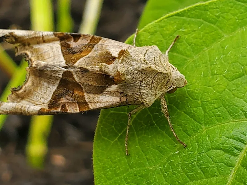 Importance of moths in your garden workshop -FREE