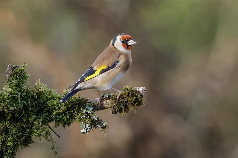 Summer Bird walk in Bute Park