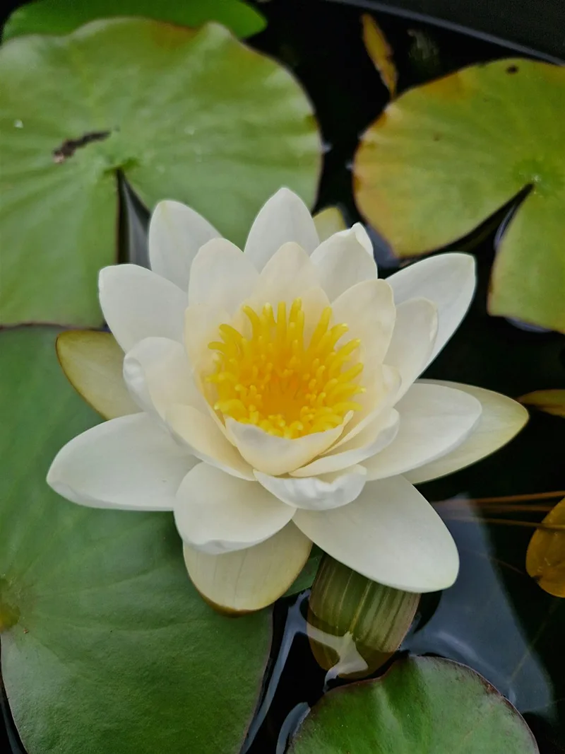 Heritage Week Pond Workshop in Rathfarnham, Dublin 16
