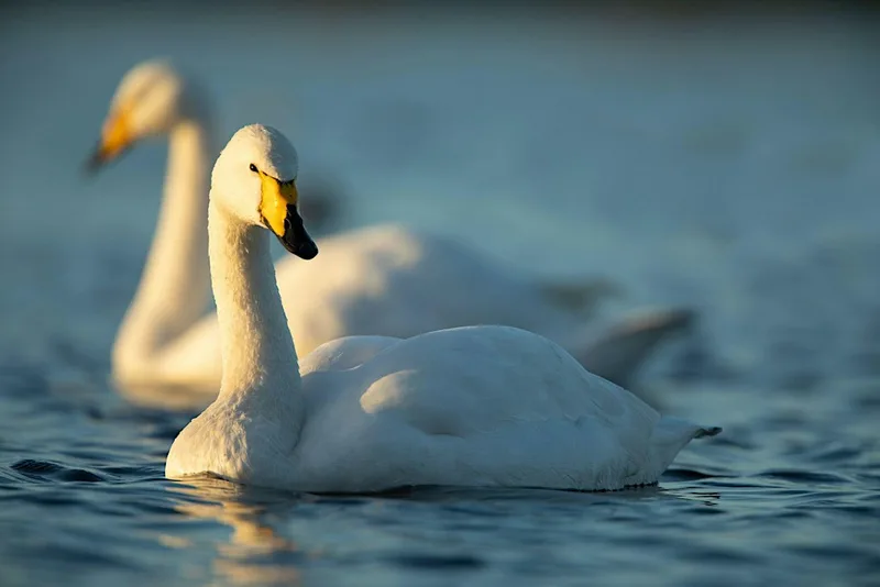 Coach Trip: WWT Welney
