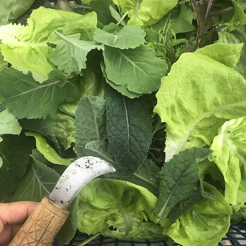 Growing Together