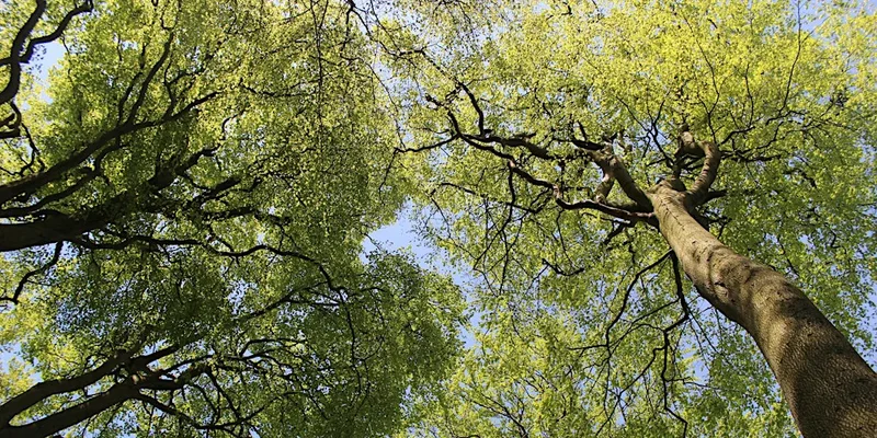 Trees of Great Park