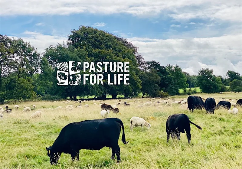 Regenerative Sheep Systems at Fernhill Farm