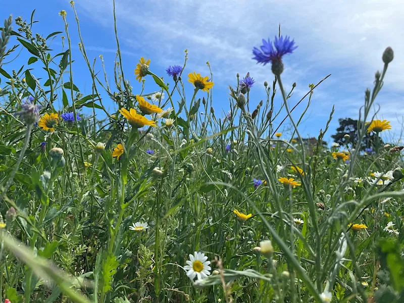 Meadow Celebration at Watermans Park