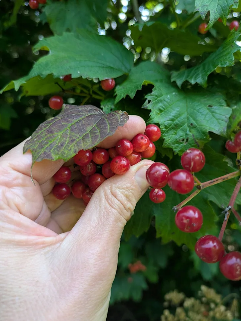 Seed Collecting with Moor Trees at Plymbridge Woods