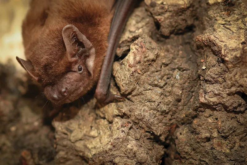 Bat Walk