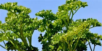 Phase 2 Regenerative Parsley Farming