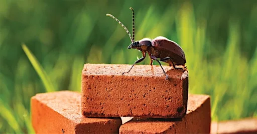 Brick by Brick: Stories of Dobcroft Nature Reserve