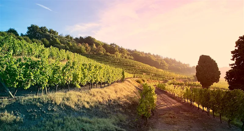 Pinot Noir Around The World