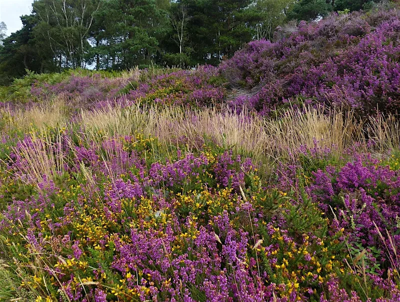 Wildlife Walk - Canford Heath Nature Reserve