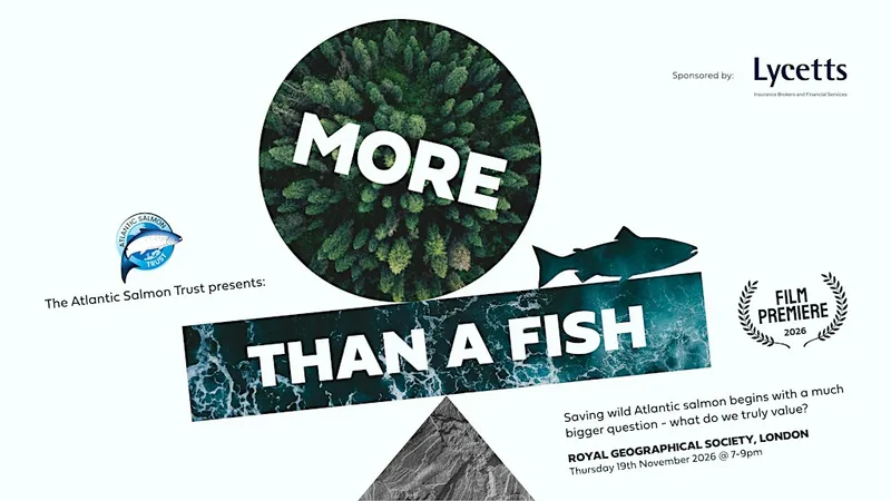 More Than A Fish