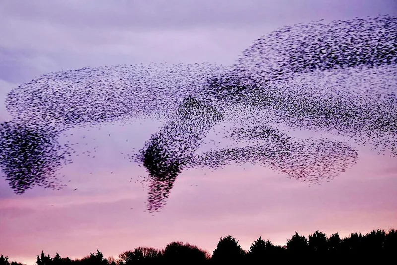 Murmuration Art Workshop with Jo Garlick
