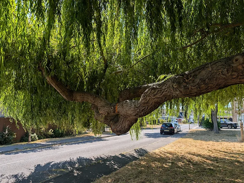 The trees of The Streamwalk, Faversham, 2 pm, Wednesday the 23rd September