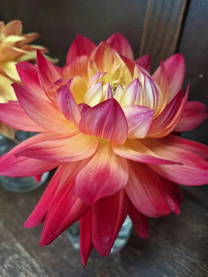 Brighter Blooms Garden Fest
