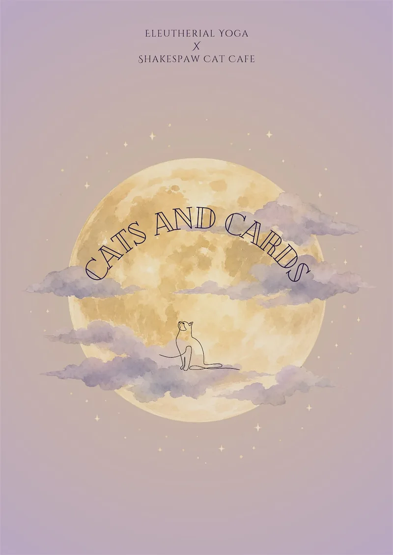 Cats & Cards