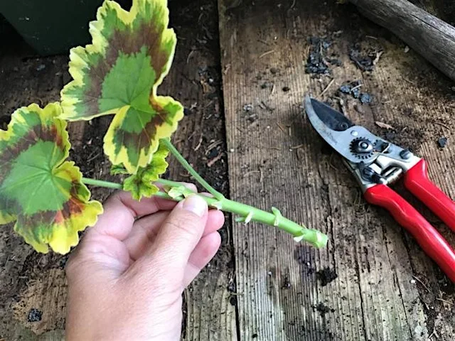 Taking cuttings from the garden, plus BONUS Lavender craft activity