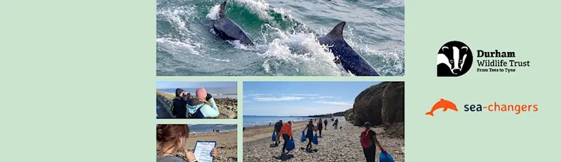Sea Rangers: Seabird survey