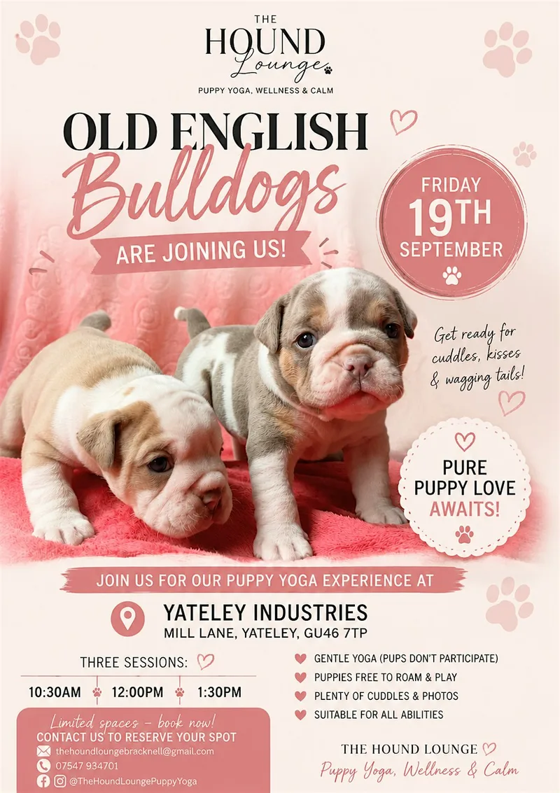 Old English Bulldog Puppy Yoga Experience