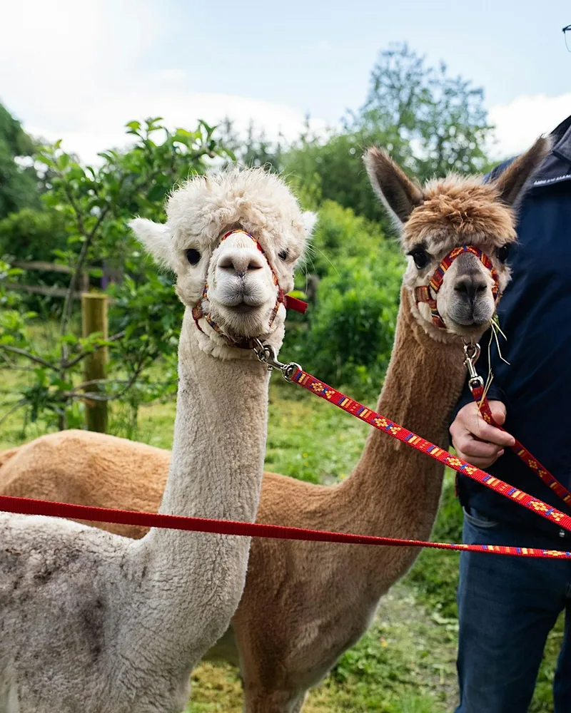 Farm Walk & Meet the Alpacas