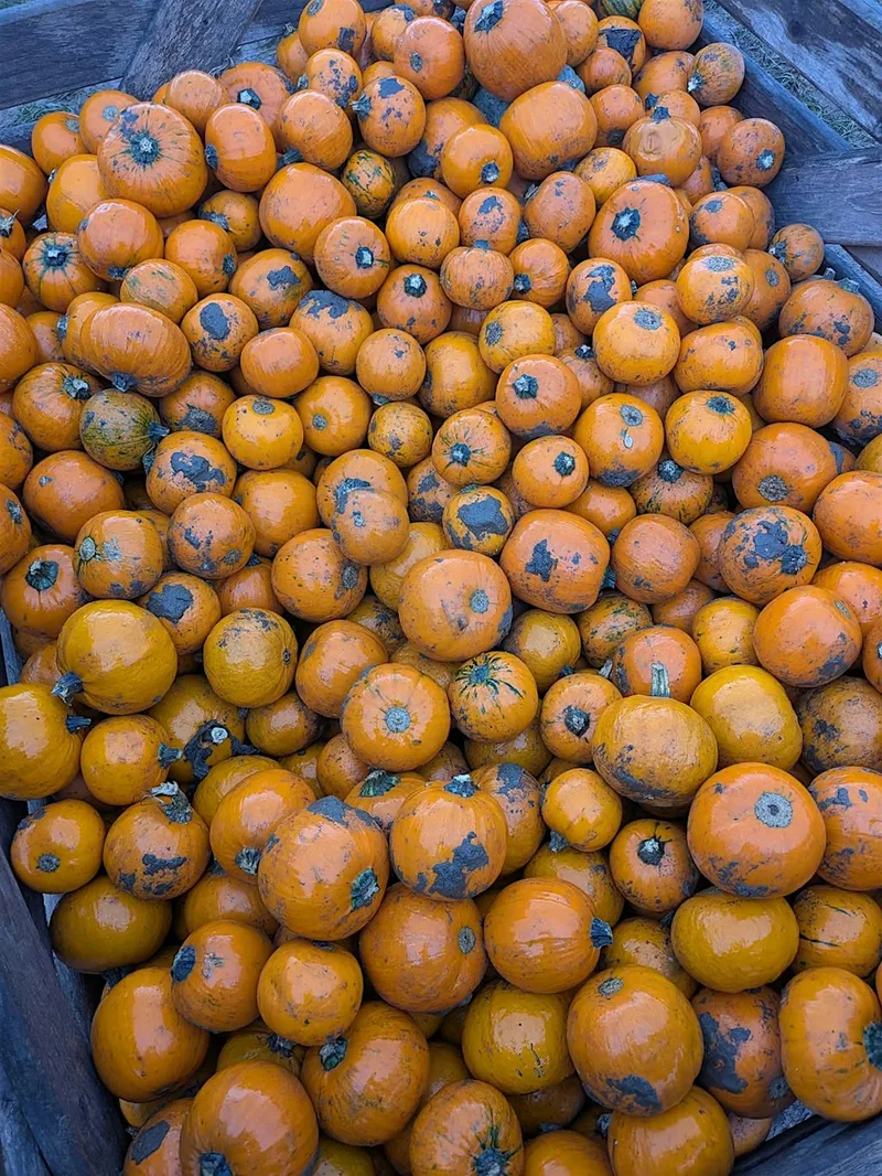 Notts Pumpkin Picking - 11th October