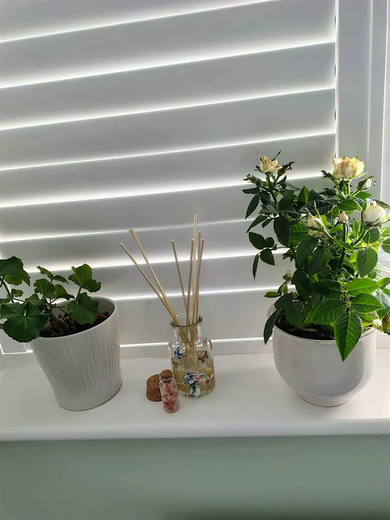 Calm & Create: Aromatherapy Reed Diffuser