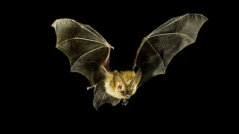 Bat Walk