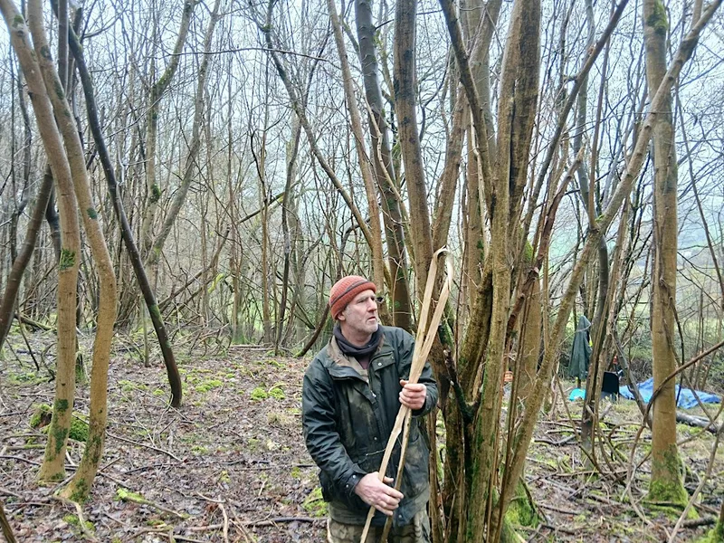Volunteers wanted to coppice hazel at Warleigh Nature Reserve, Bath.