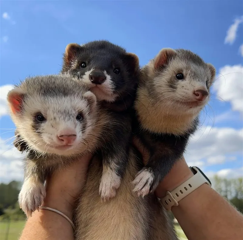 Ferret Fun