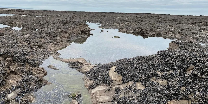 Seashore Safari: Port Eynon
