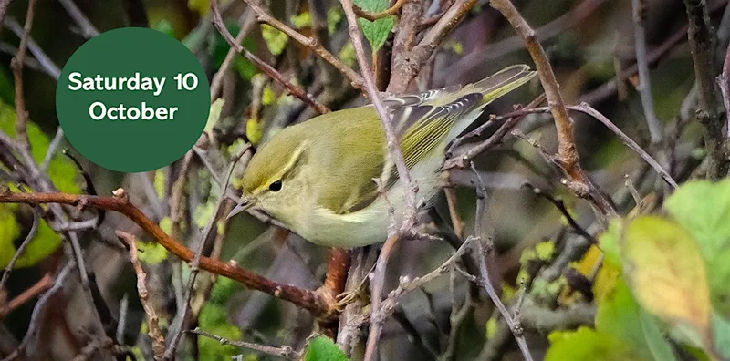 Autumn Bird Walk: South Shields