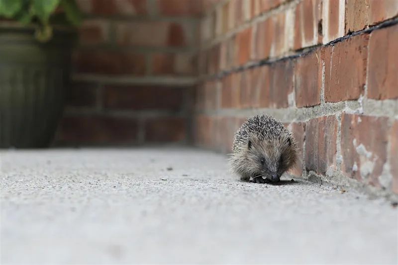 Nature Tots - Robinswood Hill - A day in the life of Mr. Spike