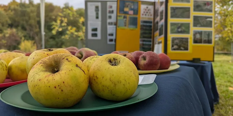 Kiveton Community Orchard Apple Day