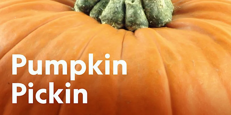 Pumpkin Pickin at Haigh