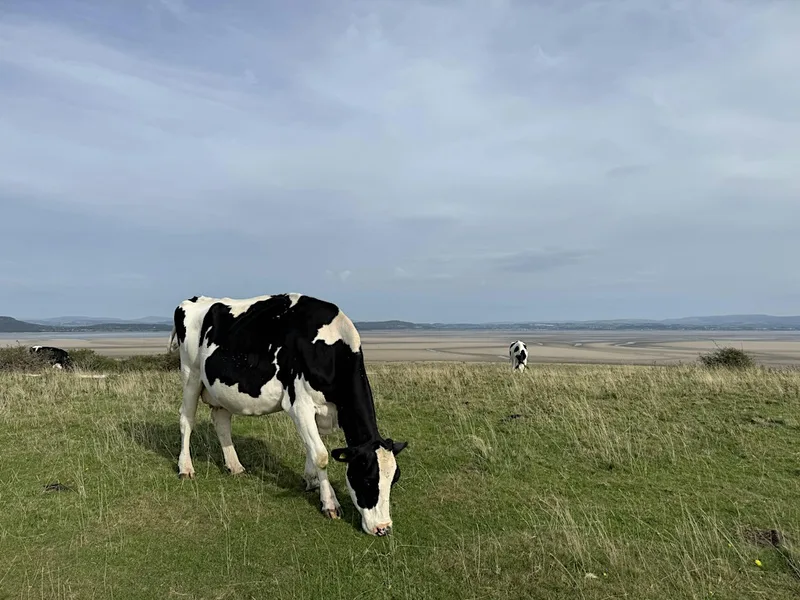 Calf Pneumonia and Bluetongue Update