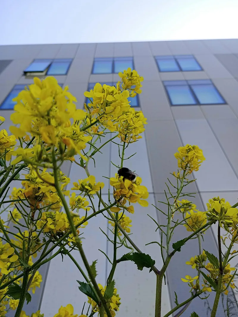 Growing Healthy, Connected, Urban Ecosystems for People, Nature and Climate
