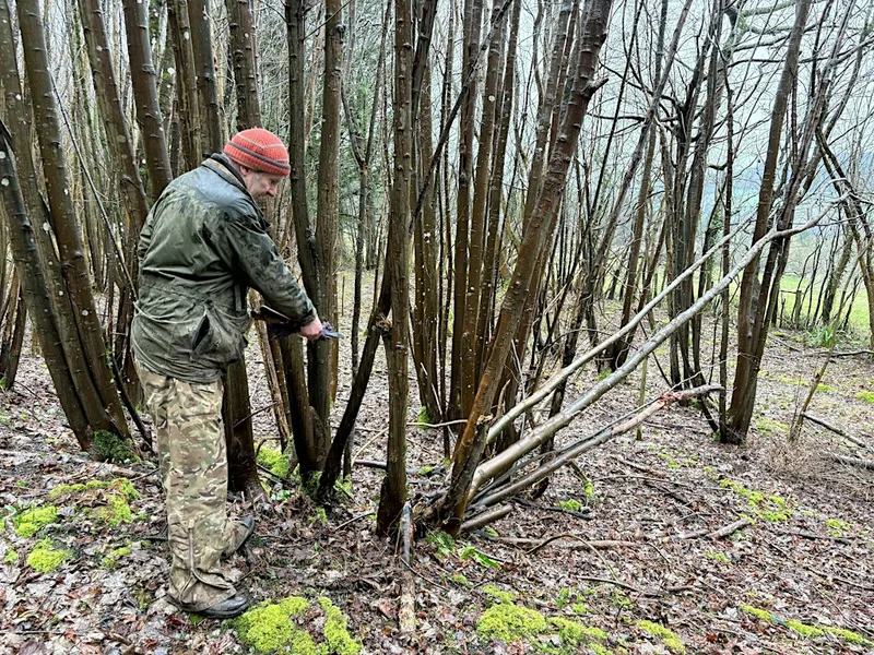 Volunteers needed to help us coppice hazel at Warleigh Nature Reserve, Bath