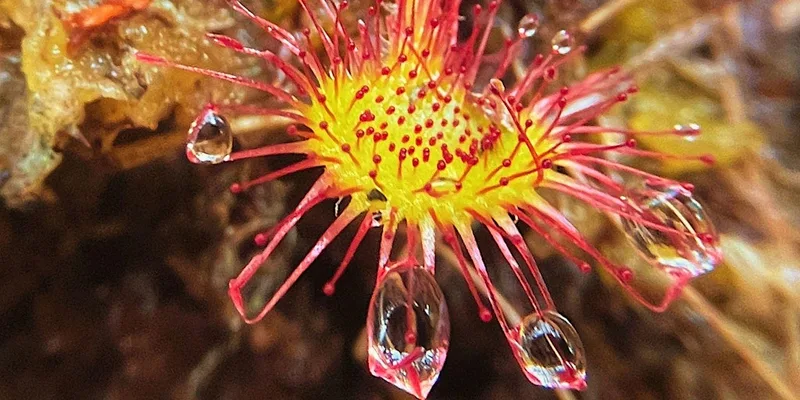 Plantasia: Go peat-free for the planet