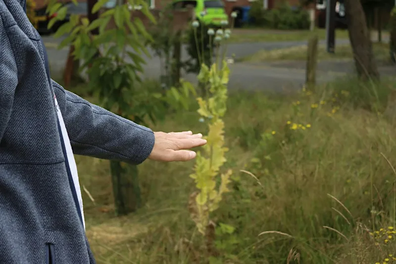 From community gardens to the river (2pm)