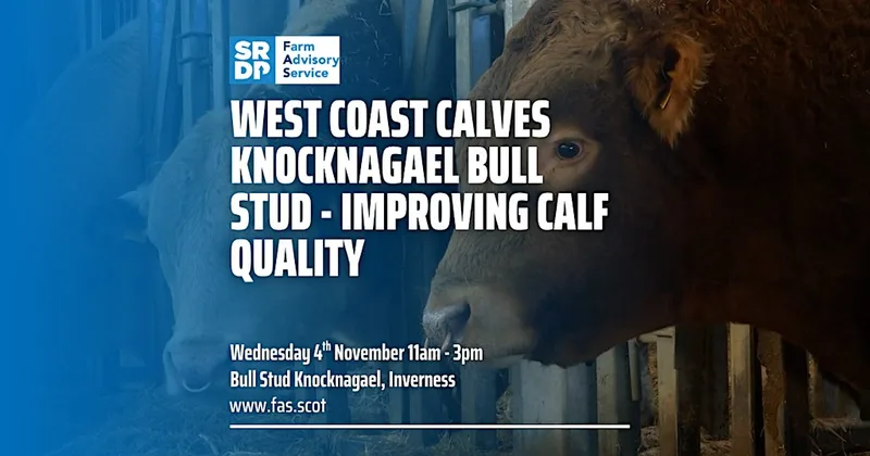 West Coast Calves Knocknagael Bull Stud - Improving Calf Quality
