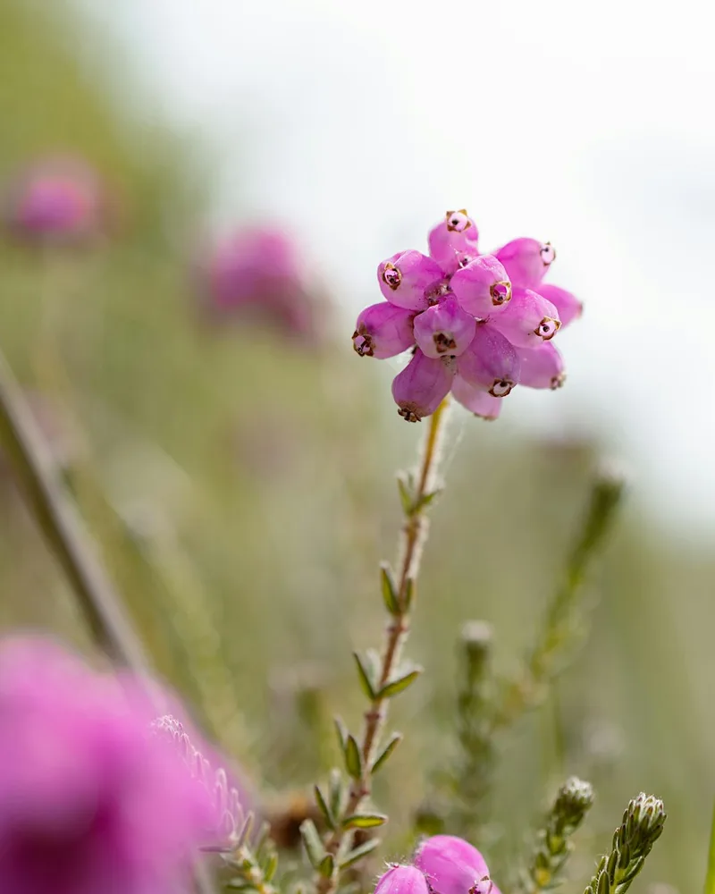 Wildlife Photography Workshop with A.J.Critch Wildlife