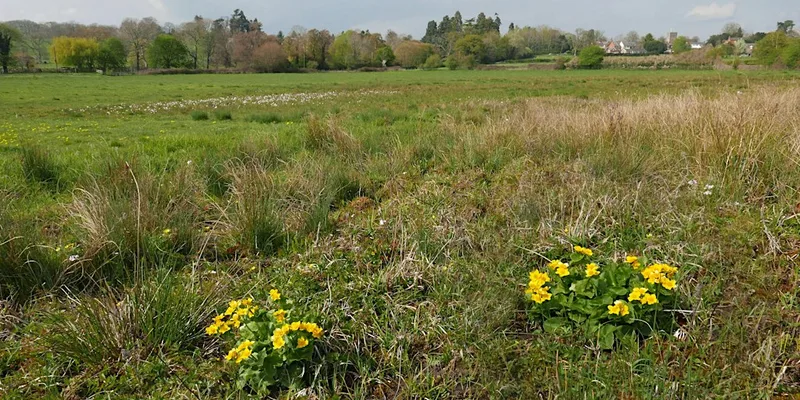 Nature Reserve Work Party- Ail Meadows