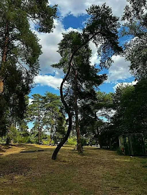 Forest Bathing Session