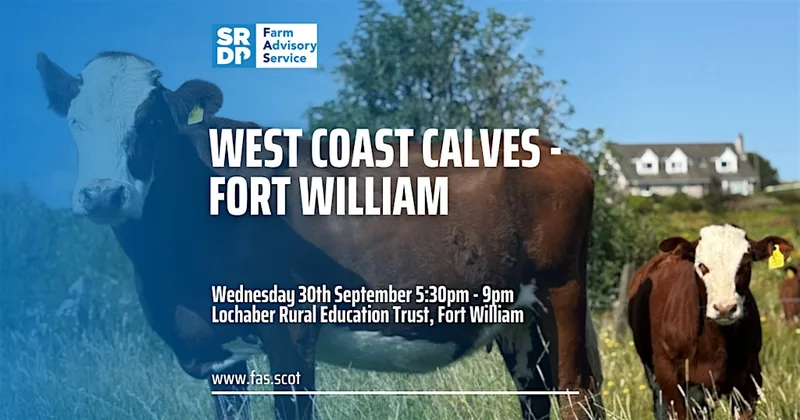 West Coast Calves - Fort William